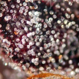 Apples & Bananas Feminised Seeds - BULK x 100