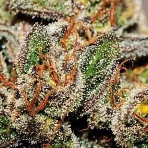 OG Kush FAST Feminised Seeds - BULK x 100