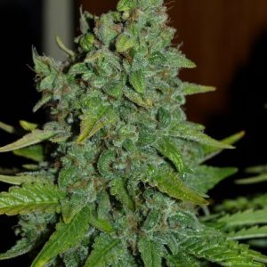 Blueberry FAST Feminised Seeds - BULK x 100