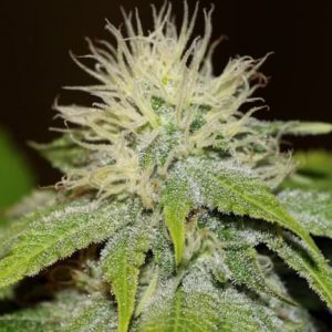 Green Crack FAST Feminised Seeds - BULK x 100