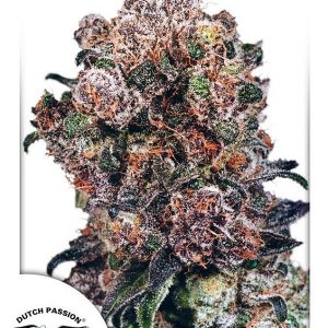 Blueberry Feminised Seeds