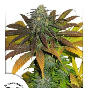 Californian Orange Feminised Seeds