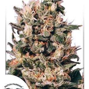 Euforia Feminised Seeds