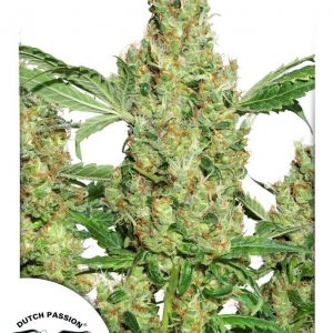 Power Plant Feminised Seeds