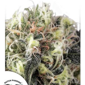 Snow Bud Feminised Seeds