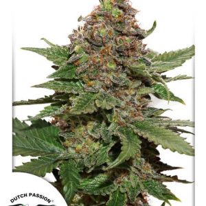 Strawberry Cough Feminised Seeds