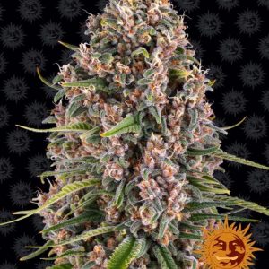 Blueberry Cheese Feminised Seeds