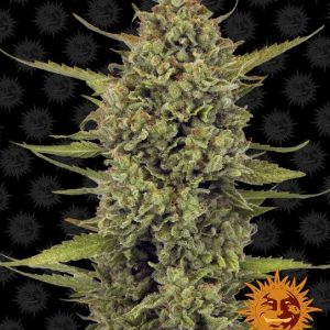 Acapulco Gold Feminised Seeds