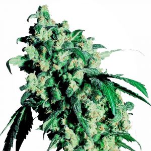 Super Skunk Feminised Seeds