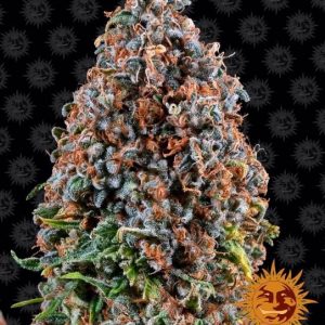 Critical Kush Feminised Seeds