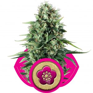 Power Flower Feminised Seeds