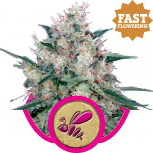 Honey Cream FAST Version Feminised Seeds