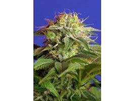 Green Poison F1 FAST Version Feminised Seeds