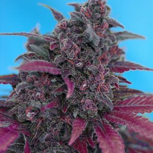 Dark Devil Auto Feminised Seeds