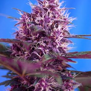 Red Poison Auto Feminised Seeds