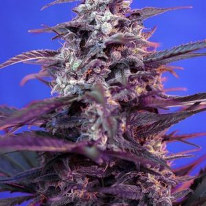 Bloody Skunk Auto Feminised Seeds