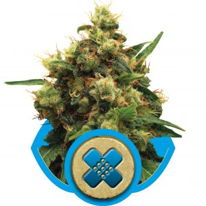 Painkiller XL CBD Feminised Seeds