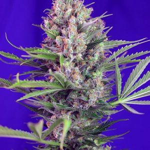 Cream Mandarine F1 FAST Version Feminised Seeds