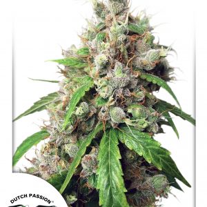 Euforia Auto Feminised Seeds