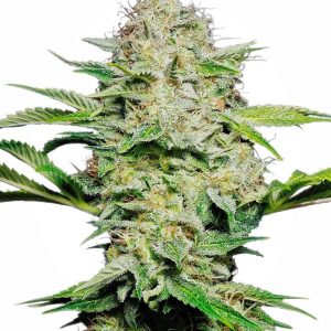 Sensi Skunk Auto Feminised Seeds