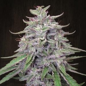 Bangi Haze Feminised Seeds