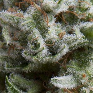 Anesthesia Auto Feminised Seeds