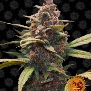 Ayahuasca Purple Feminised Seeds