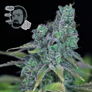 Jack Herer Fast Feminised Seeds