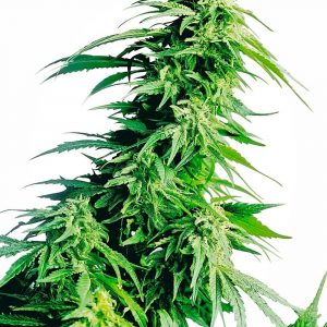 Hindu Kush Feminised Seeds