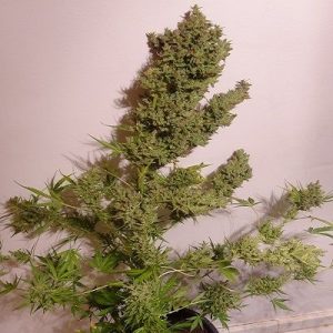 Malawi x NL Auto Feminised Seeds