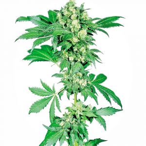 Afghani #1 Feminised Seeds