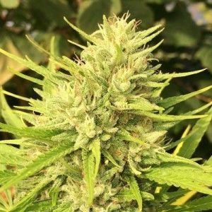 Malawi x Panama Feminised Seeds