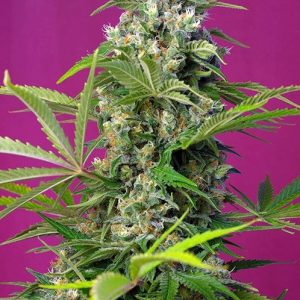 Gorilla Girl Feminised Seeds