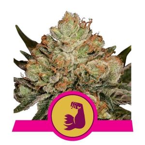 HulkBerry Feminised Seeds