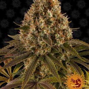 Strawberry Lemonade Feminised Seeds