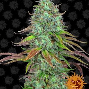 LSD Auto Feminised Seeds