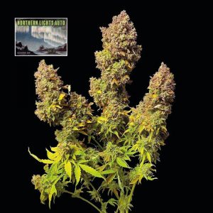 Northern Lights Auto Feminised Seeds