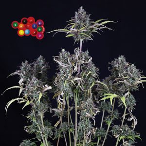 Zkittlez Auto Feminised Seeds