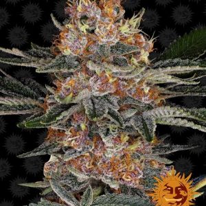Purple Punch Auto Feminised Seeds