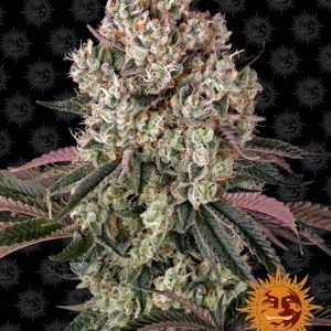 Glookies Feminised Seeds