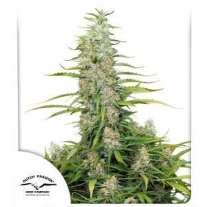 C-Vibez Feminised Seeds