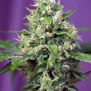 Sweet Amnesia Haze XL Auto Feminised Seeds