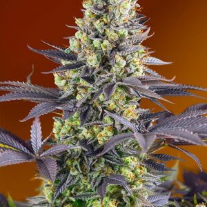 Sweet Zenzation (formerly Sweet Zkittlez) Feminised Seeds