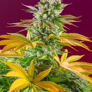 Gorilla Girl F1 FAST Feminised Seeds