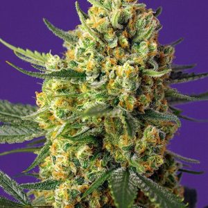 Crystal Candy XL Auto Feminised Seeds