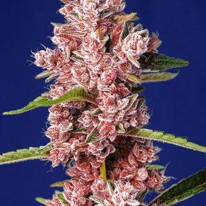 Tropicanna Poison F1 FAST Feminised Seeds
