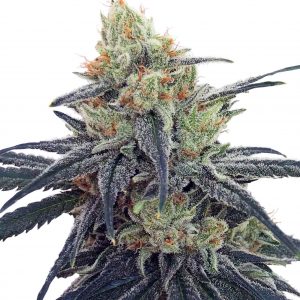 CBD #1 Feminised Seeds