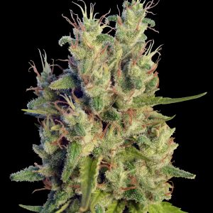 Super Malawi Haze Regular Seeds