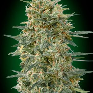 Gorilla FAST Feminised Seeds