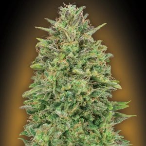 00 Skunk Feminised Seeds